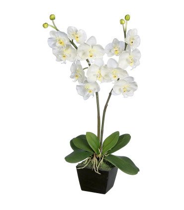 Orchidée artificielle à louer
