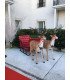 Deux rennes accrochés à un traîneau de Père Noël sur une terrasse, décor de Noël événementiel