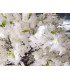 White artificial cherry H 220 cm