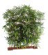 Artificial bamboo hedge