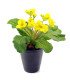 Artificial primrose