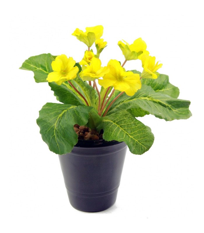 Artificial primrose