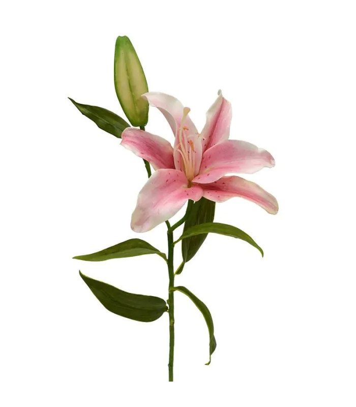 Fleur de lys artificielle H 58 cm