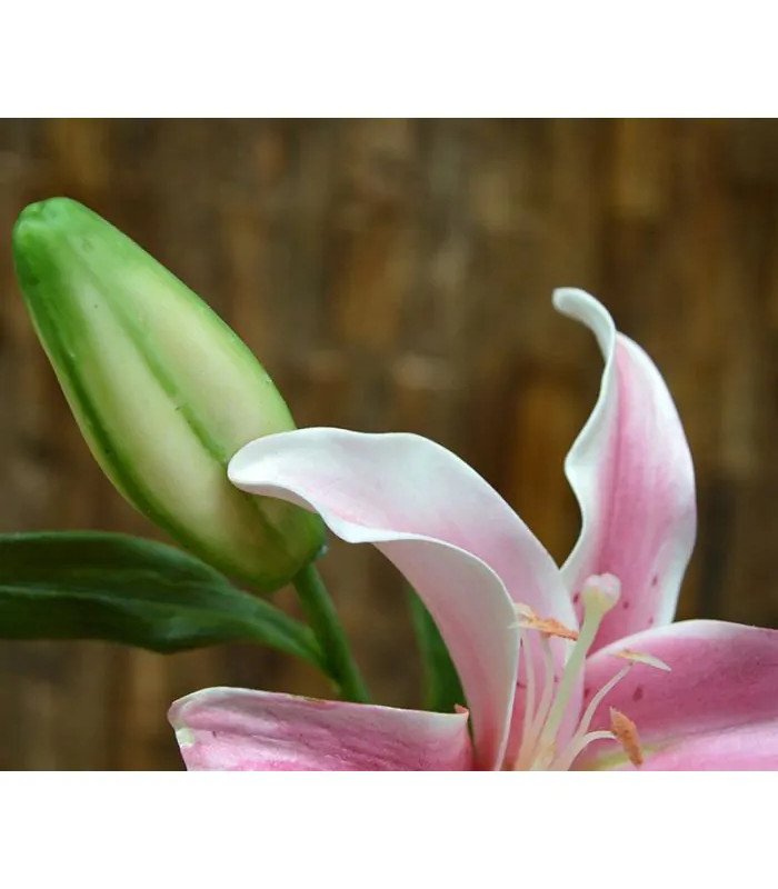 Fleur de lys artificielle H 58 cm