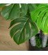 Zoom sur le feuillage du bananier monstera artificiel, décor végétal exotique à louer chez 126 Events