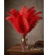 Bouquet plumes autruche rouge dans un verre sur table basse lounge.