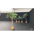 Rental Artificial palm tree 180 cm fire resistant treated