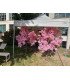 Rental Light pink cherry tree H 2.20 m